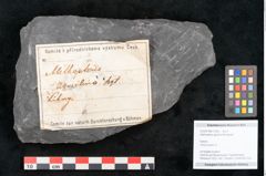 Foto (Objekt + Etikett) von Alethopteris aquilina Brongniart (NHMW-GEO-2024-0188-11259)